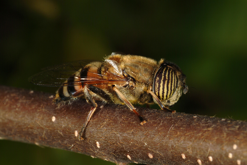 Eristalinus teniops